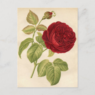 Cartão Postal Impressão de Vintage Botânica - Rosa vermelha