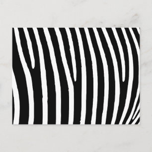 Cartão Postal Impressão de Zebra