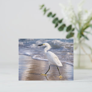 Cartão Postal Impressão fotográfica de Garça na costa