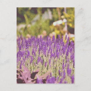 Cartão Postal Impressão Fotográfica do Jardim de Lavanda