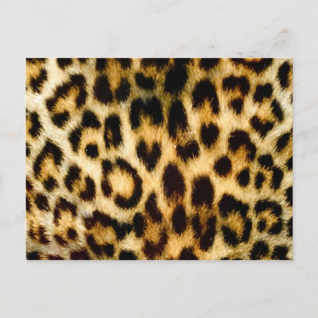 Cartão Postal Impressão Leopardo (Frente)