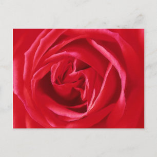 Cartão Postal impressão rosa vermelha