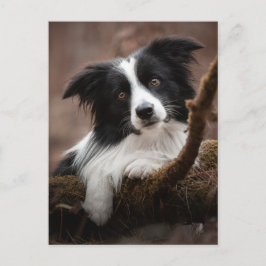 Cartão Postal Impressionante Retrato Collie de Borda