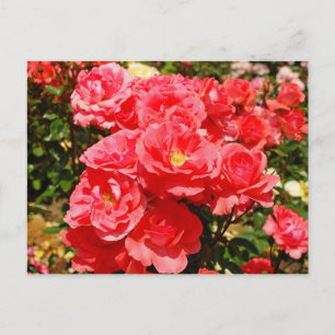 Cartão postal impresso com jardim de rosas rosa