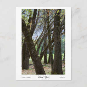 Cartão Postal Impressões de Espaço de Tronco