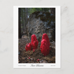 Cartão Postal Impressões de flores de neve