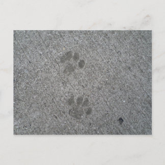 Cartão Postal Impressões gatinhos