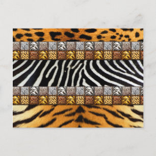 Cartão Postal Impressões Safari