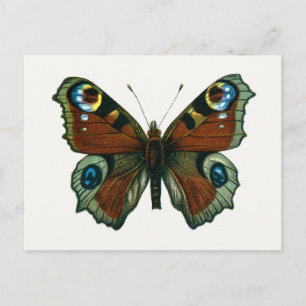 Cartão Postal Inachis io - A Borboleta de Pavão Europeia