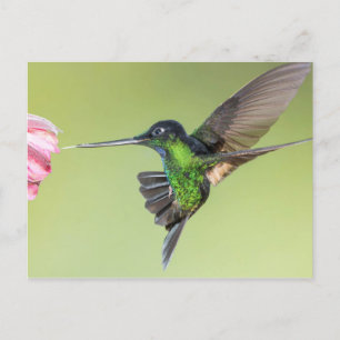 Cartão Postal Inca Hummingbird na dose de voo