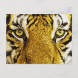 Cartão Postal Incrível pintura de animais selvagens com olhos de