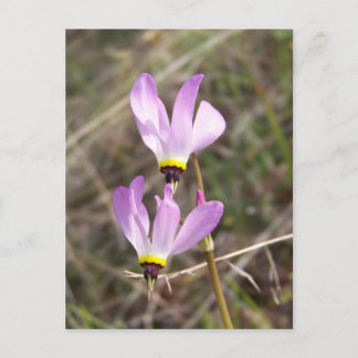 Cartão Postal indefinido