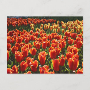 Cartão Postal indefinido