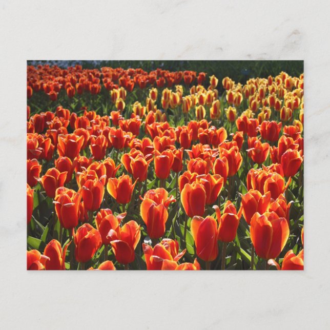 Cartão Postal indefinido (Frente)