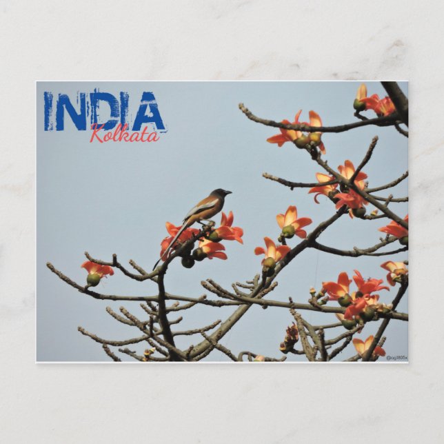 Cartão postal - Índia - Kolkata - Primavera indian (Frente)