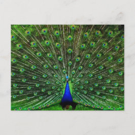 Cartão Postal Índia Pavão Azul