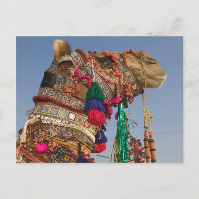 Cartão Postal ÍNDIA, Rajasthan, Pushkar: FEIRA DE CAMELÔS DE PUS (Frente)