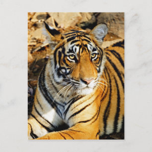 Cartão Postal Índia, Sawai Madhopur, Nacional Ranthambore