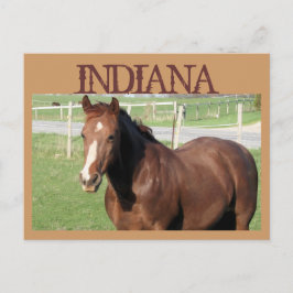 Cartão Postal INDIANA Horse