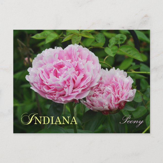 Cartão Postal Indiana State Flower: Peony (Frente)