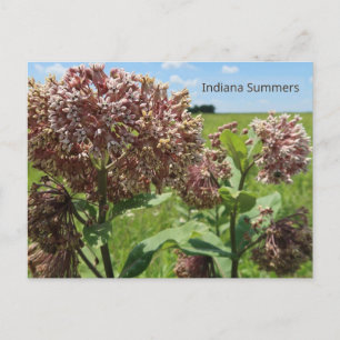 Cartão Postal Indiana Summers