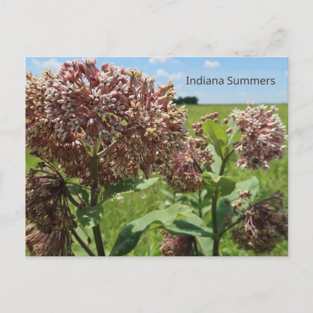 Cartão Postal Indiana Summers (Frente)