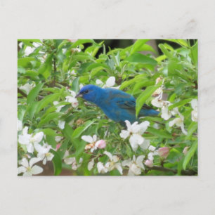 Cartão Postal Indigo Bunting e Blossomas - Pássaro