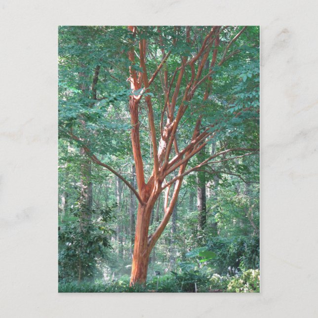 Cartão postal individual (Frente)