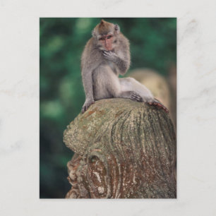 Cartão Postal Indonésia, Bali, Ubud, Macaco-de-cauda-longa