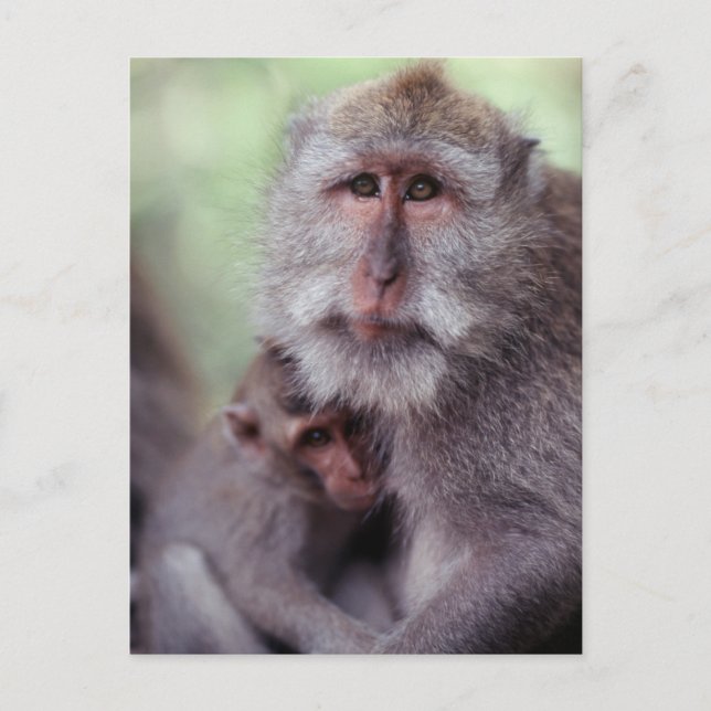 Cartão Postal Indonésia, Bali, Ubud, Macaque de cauda longa 1 (Frente)