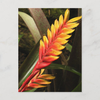 Cartão postal "Inflorescência de Vriesea bromelia"