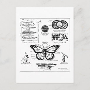 Cartão Postal Informação da borboleta de monarca