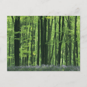 Cartão Postal Inglaterra, Beech Forest & Bluebells