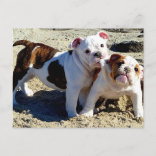 Cartão Postal Inglês Bulldog Puppy Love!