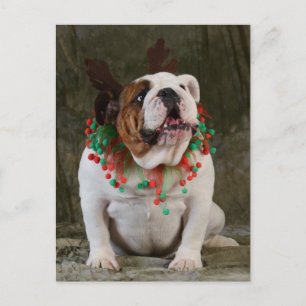 Cartão Postal Inglês Bulldog Reindeer