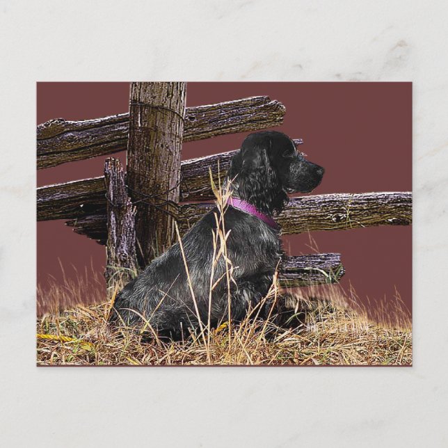 Cartão Postal Inglês Cocker Spaniel (Frente)