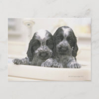 Inglês cocker spaniel