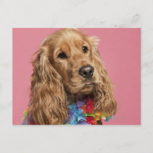 Cartão Postal Inglês Cocker Spaniel (10 meses de idade)