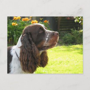Cartão Postal Inglês Springer Spaniel
