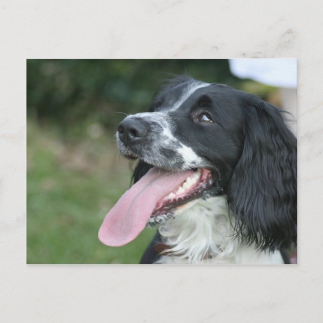 Cartão Postal Inglês Springer Spaniel (Frente)