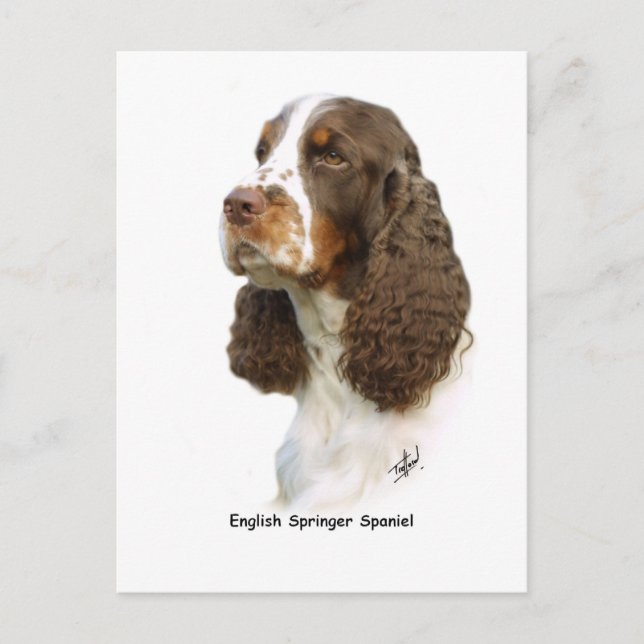 Cartão Postal Inglês Springer Spaniel 8M15D-05 (Frente)
