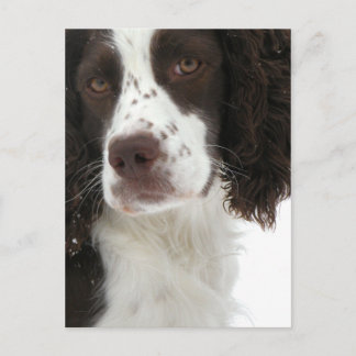 Cartão Postal Inglês Springer Spaniel - Campo Vermelho