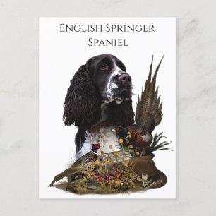 Cartão Postal Inglês Springer Spaniel com faisão