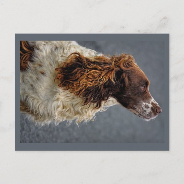Cartão Postal Inglês Springer Spaniel Liver & White Procurando (Frente)