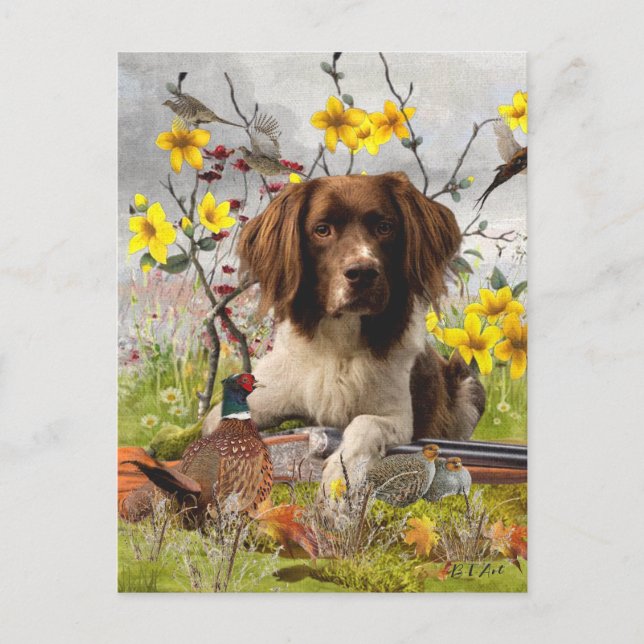 Cartão Postal Inglês Springer Spaniels, Arte (Frente)