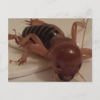 Cartão Postal Inseto 1 - brainfarte educado
