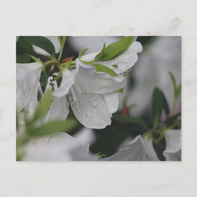 Cartão Postal Inseto de Azalea (Frente)