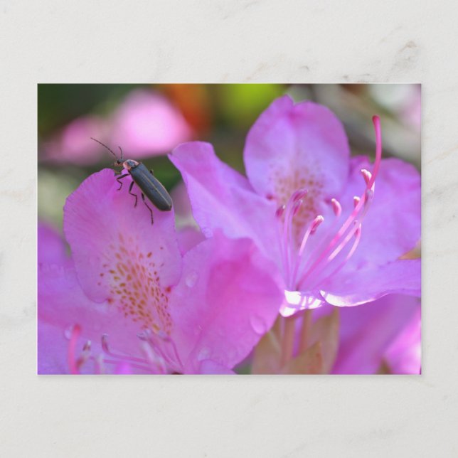 Cartão Postal Inseto Na Flor De Azaleas Rosa (Frente)
