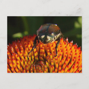 Cartão Postal Inseto no fechamento da ventoinha