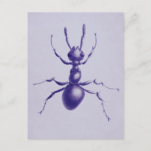 Cartão Postal Inseto Roxo Insetos Arte Digital